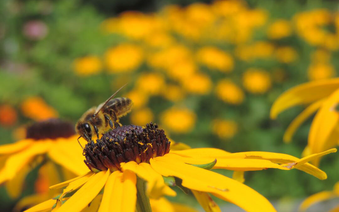 Biodiversität Teil 1