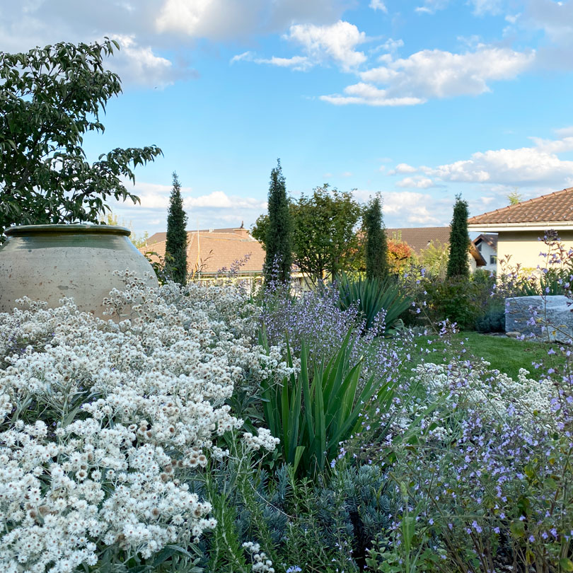 Mediterraner Garten mit viel Ambiente Mediterraner Garten mit viel Ambiente - Genuss pur für Mensch, Biene und Schmetterling